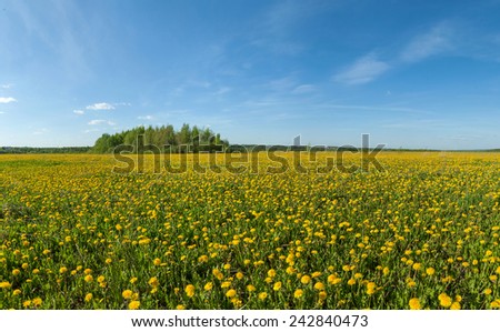 panorama of green spring blossoming field with dandelions and blue sky