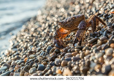The brown crab walks on a pebble beach
