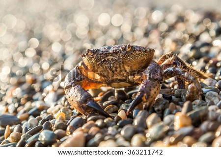 The brown crab walks on a pebble beach