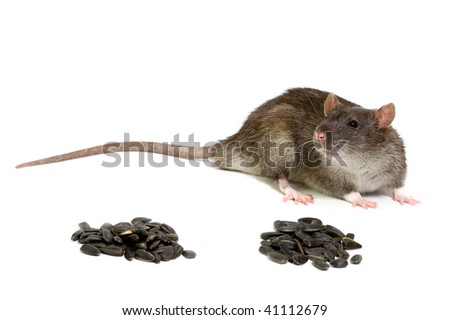 best 28 do rats eat sunflower seeds best 28 do rats best 28 do rats eat sunflower seeds best 28 do rats