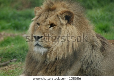 A lion sitting waiting with a large mane and some scratches on his face from a fight