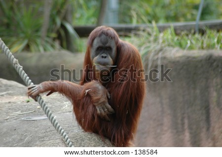 A mother orangutang sitting with a piece of grass in her mouth