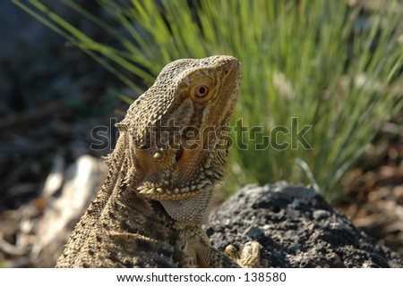 A friend\'s bearded dragon, an australian lizard of the outback