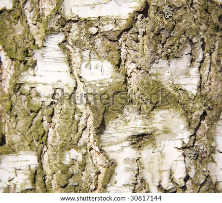 Birch bark horizontal orientation