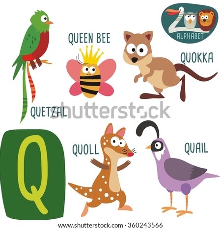 Cute zoo alphabet in vector. Q letter. Funny cartoon animals: Quetzal,  Quail, Queen Bee, Quoll, Quokka. Alphabet design in a colorful style. -  Stock Image - Everypixel
