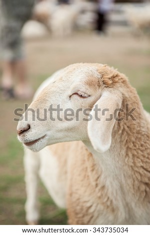 Smile sheep face