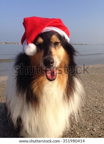 My dog sitting at the beach wearing xmas hats, enjoying the autumn sun on the shore and celebrating the upcoming holidays
