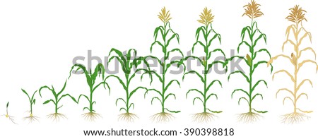 Corn Plant growth corn plant stock vector illustration 390398818 : shutterstock Corn Plant growth corn plant stock vector illustration 390398818 : shutterstock