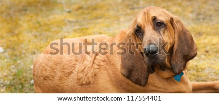 A panoramic image of a full blooded Bloodhound laying on the ground with his head turned back toward camera.