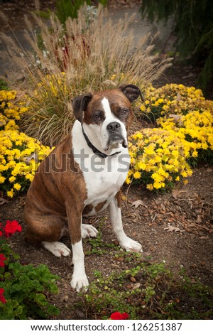 Pure bred boxer sitting in the garden with yellow flowers around