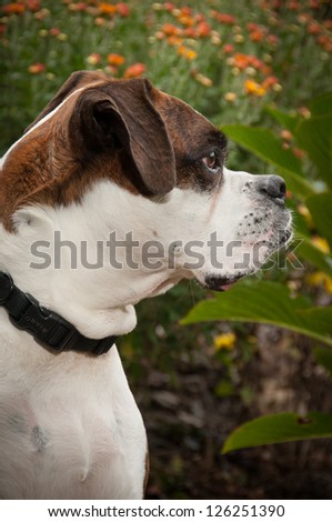 Pure bred boxer sitting in the garden with yellow flowers around