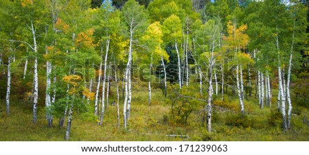 Panoramic color image of Aspen trees in the fall season in the Southwest US.