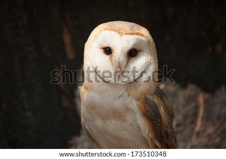 Portrait of a Barn Owl in a sanctuary in the Piedmont of North Carolina.