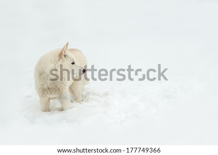 Starring wolf dog looking to the right allowing for copy space as she stands in the snow.