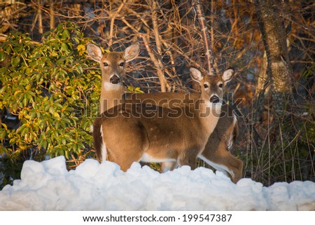 Two deer standing in the snow on the edge of the woods in the Great Smoky Mountains National Park