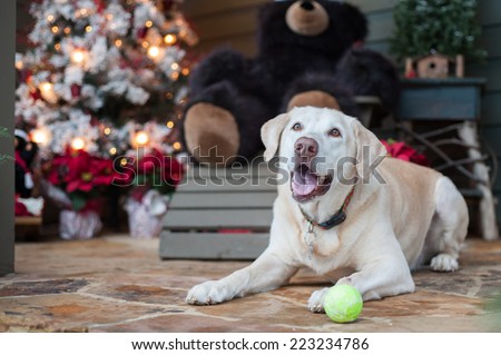A Labrador sits by the Christmas tree with his tennis ball waiting for someone to play with him.