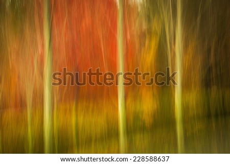 Camera movement results in a texture motion of fall trees as the wind blows the leaves in Western North Carolina.