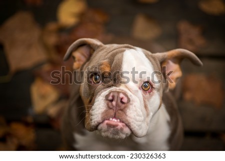Close up image of a lilac color American Bulldog looking into the camera with it\'s classic under bite.