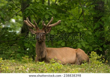 The Bull Elk relaxes in a summer shade along the Blue Ridge Parkway near the Great Smoky Mountains National Park.