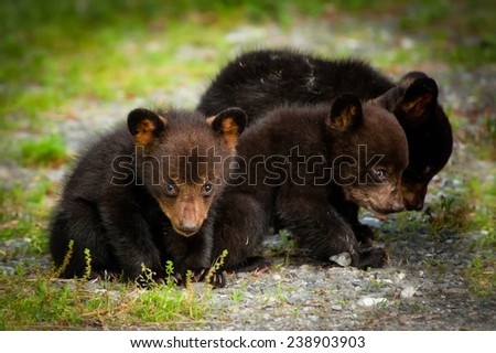 Three bear cubs look for food in the mountains of western North Carolina.