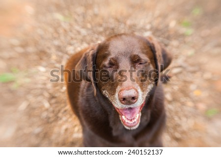 A Chocolate Lab with eyes closed and mouth open as if she were laughing. the edges are blurred as the face is accentuated.
