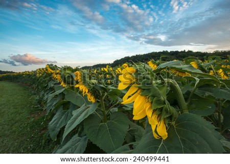 Sunflowers growing in a field on a summer day near the Blue Ridge Parkway in Western North Carolina.