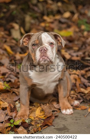 A lilac color English Bulldog sits on a bed of autumn leaves. This puppy makes a great best friend at 5 months old.