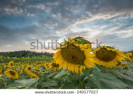 Sunflowers growing in a field on a summer day near the Blue Ridge Parkway in Western North Carolina.