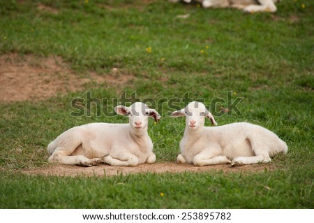 This is an image of two young lambs (Ovis aries) resting on the ground after playing hard on the farm. One has it\'s mouth open as if it were talking.