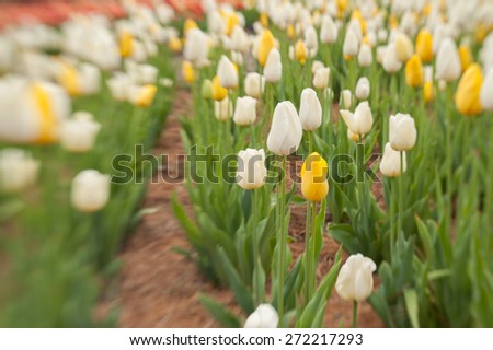 Lensbaby, a selective focus lens was used to capture this image of flowering tulips at a park in the mountains of North Carolina.