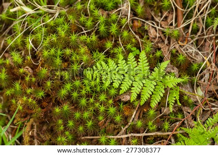 A freshly grown fern lays on the forest floor as Spring unfolds in the North Carolina woods.