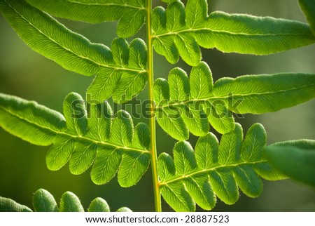 macro shot of fresh fern with back-lighting