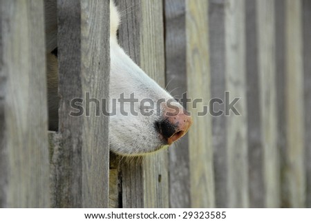 Pink nose of a white dog as it sticks its nose out the side of the fence showing only the nose.