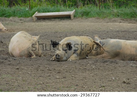three pigs lying in the mud