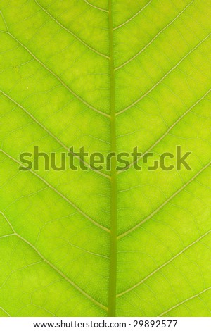 macro of magnolia leaf with back lighting