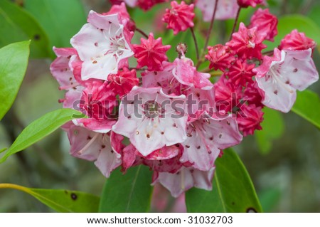 close up of blooming Mountain Laurel plant
