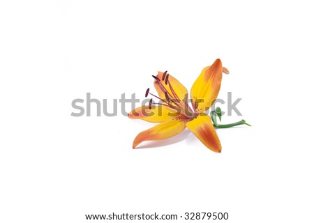 single gold and orange tiger lily isolated on white