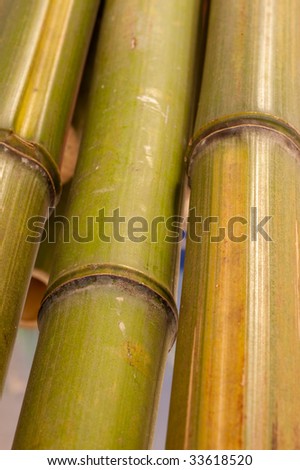 close up of several green bamboo shoots showing the joints of the stick