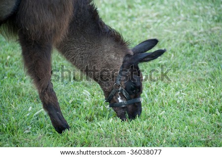 Black Baby Llama