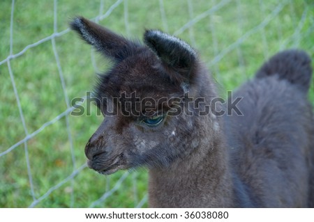 Black Baby Llama