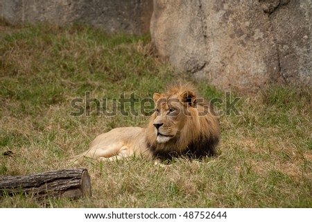 King Lion sitting in the grass