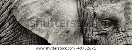 sepia Panoramic close up of Elephant\'s eye