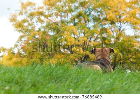 mature dog that was adopted from a shelter sitting in the grass with a yellow Autumn tree in the background