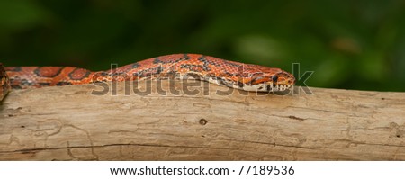 Red Corn snake (Elaphe guttata) slithering on a bare branch
