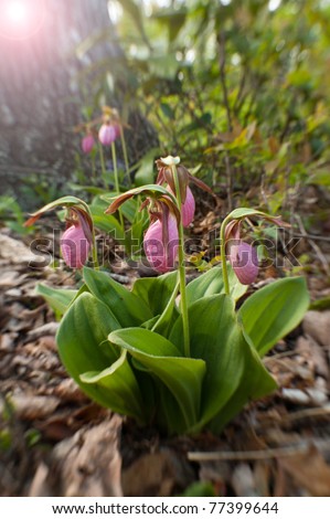 color image with sun flare of a group of wild pink lady slipper (Cypripedium acaule) growing in the forest. This flower is part of the orchid family.