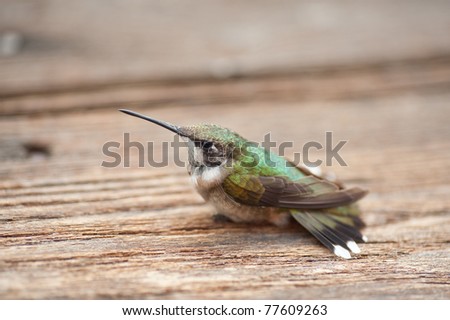 single hummingbird sitting still. Hummingbird has green and yellow feathers.