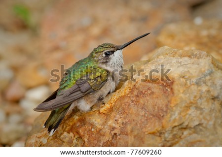 single hummingbird sitting still. Hummingbird has green and yellow feathers.