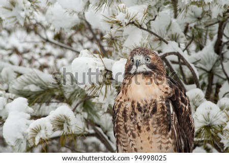 Red tailed hawk in the snow