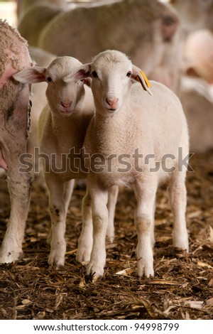 Two young sheep standing side by side in the barn