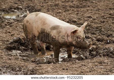 single pig playing in the mud with thick nasty mud all over it\'s face at an agricultural  farm